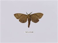 藏品(黃蕊尾舟蛾)的圖片